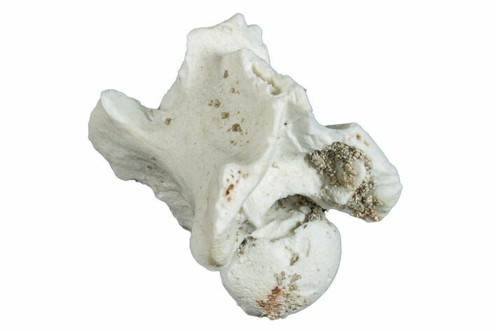 Fossil Sea Snake (Palaeophis) Vertebra - Morocco #277552